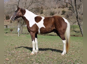 Spotted Saddle Horse, Gelding, 11 years, Tobiano-all-colors