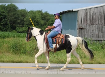 Spotted Saddle Horse, Gelding, 11 years