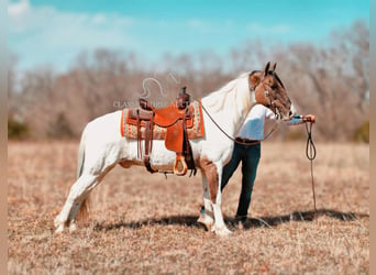 Spotted Saddle Horse, Gelding, 12 years, 14 hh, Grullo