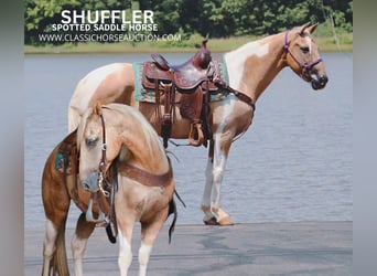 Spotted Saddle Horse, Gelding, 12 years, 14 hh, Palomino