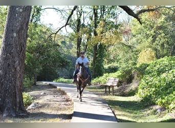 Spotted Saddle Horse, Gelding, 12 years, 15,1 hh, Black
