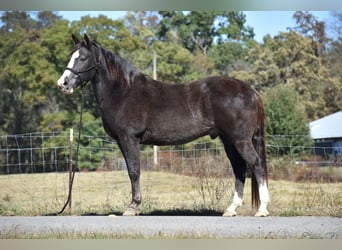Spotted Saddle Horse, Gelding, 12 years, 15,1 hh, Black