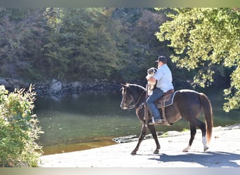 Spotted Saddle Horse, Gelding, 12 years, 15,1 hh, Black