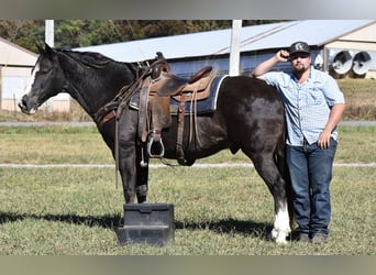 Spotted Saddle Horse, Gelding, 12 years, 15,1 hh, Black