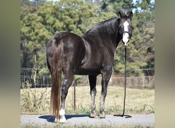 Spotted Saddle Horse, Gelding, 12 years, 15,1 hh, Black