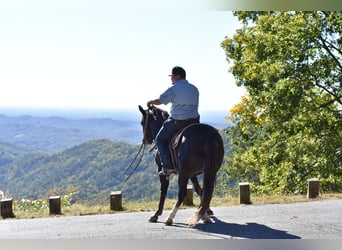 Spotted Saddle Horse, Gelding, 12 years, 15,1 hh, Black