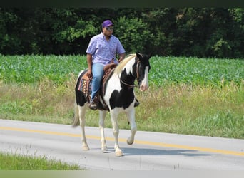 Spotted Saddle Horse, Gelding, 12 years
