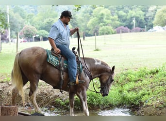 Spotted Saddle Horse, Gelding, 13 years, 15.2 hh, Pinto