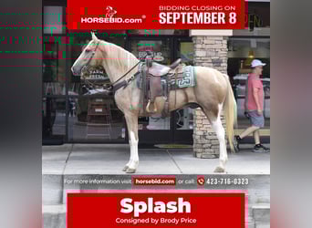 Spotted Saddle Horse, Gelding, 13 years, 15.2 hh, Pinto