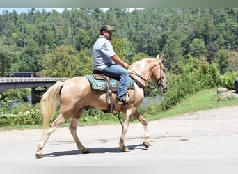 Spotted Saddle Horse, Gelding, 13 years, 15.2 hh, Pinto