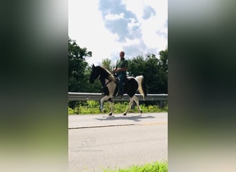 Spotted Saddle Horse, Gelding, 13 years, 15 hh, Tobiano-all-colors
