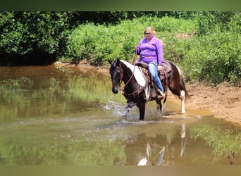 Spotted Saddle Horse, Gelding, 13 years, 15 hh