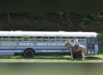 Spotted Saddle Horse, Gelding, 13 years, 15,2 hh, Pinto