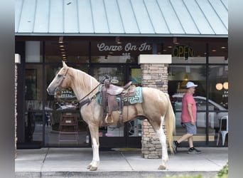 Spotted Saddle Horse, Gelding, 13 years, 15,2 hh, Pinto