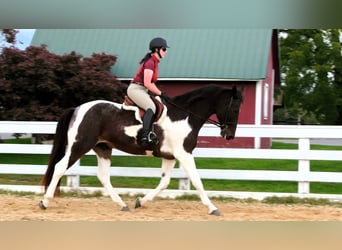 Spotted Saddle Horse Mix, Gelding, 13 years, 16.1 hh, Pinto