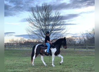 Spotted Saddle Horse Mix, Gelding, 13 years, 16.1 hh, Pinto