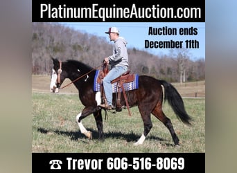 Spotted Saddle Horse, Gelding, 14 years, Overo-all-colors