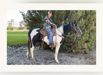Spotted Saddle Horse, Gelding, 15 years, Tobiano-all-colors
