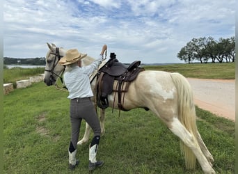 Spotted Saddle Horse, Gelding, 16 years, 15 hh, Pinto