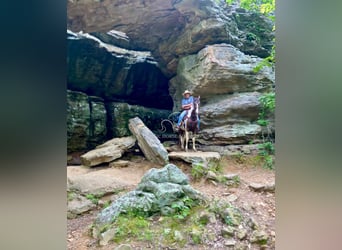 Spotted Saddle Horse, Gelding, 3 years, 15 hh