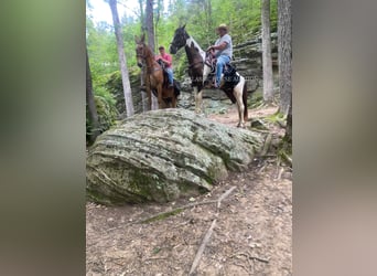 Spotted Saddle Horse, Gelding, 3 years, 15 hh, Tobiano-all-colors