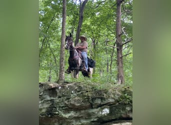 Spotted Saddle Horse, Gelding, 3 years, 15 hh, Tobiano-all-colors