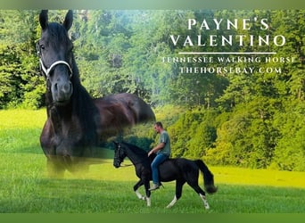 Spotted Saddle Horse, Gelding, 4 years, 15.1 hh, Tobiano-all-colors