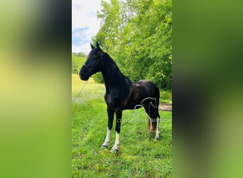 Spotted Saddle Horse, Gelding, 4 years, 15 hh, Tobiano-all-colors