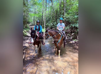 Spotted Saddle Horse, Gelding, 5 years, 14 hh, Tobiano-all-colors