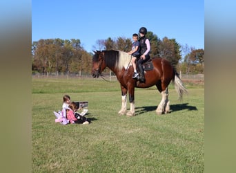 Spotted Saddle Horse, Gelding, 6 years, 17 hh, Tobiano-all-colors