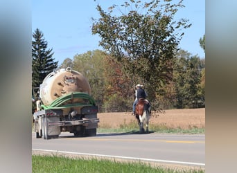 Spotted Saddle Horse, Gelding, 6 years, 17 hh, Tobiano-all-colors