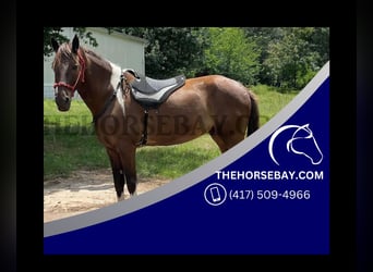 Spotted Saddle Horse, Gelding, 6 years, Tobiano-all-colors