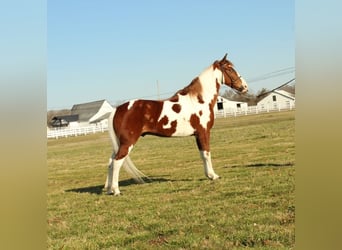 Spotted Saddle Horse, Gelding, 7 years, 15 hh, Sorrel