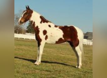 Spotted Saddle Horse, Gelding, 7 years, 15 hh, Sorrel