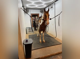 Spotted Saddle Horse, Gelding, 7 years, 15 hh, Sorrel