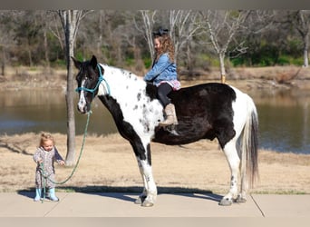 Spotted Saddle Horse, Gelding, 8 years, 14.2 hh, Pinto