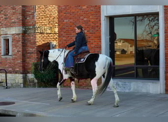 Spotted Saddle Horse, Gelding, 8 years, 14.2 hh, Pinto