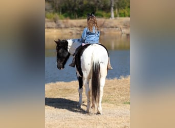 Spotted Saddle Horse, Gelding, 8 years, 14.2 hh, Pinto