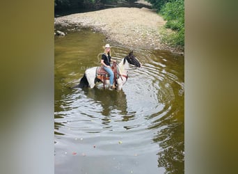 Spotted Saddle Horse, Gelding, 8 years, 14 hh, Tobiano-all-colors