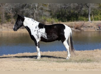 Spotted Saddle Horse, Gelding, 8 years, 14,2 hh, Pinto