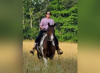 Spotted Saddle Horse, Gelding, 8 years, 15 hh, Bay