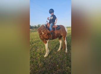 Spotted Saddle Horse Mix, Gelding, 8 years, 15 hh, Pinto