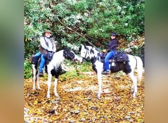 Spotted Saddle Horse, Gelding, 8 years, 16 hh, Tobiano-all-colors