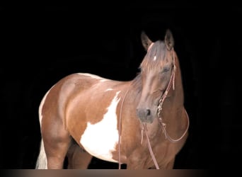 Spotted Saddle Horse, Gelding, 8 years