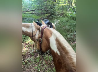 Spotted Saddle Horse, Gelding, 9 years, 14 hh, Palomino