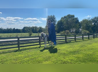 Spotted Saddle Horse, Gelding, 9 years, 14 hh, Tobiano-all-colors