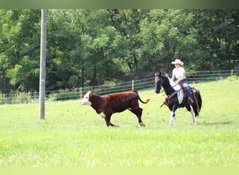 Spotted Saddle Horse, Wallach, 9 Jahre, 15,1 hh, Rappe