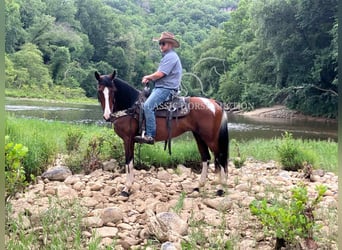 Spotted Saddle Horse, Gelding, 9 years, 15 hh, Bay
