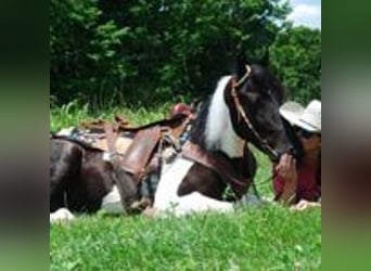 Spotted Saddle Horse, Hengst, 9 Jahre, 152 cm, Tobiano-alle-Farben