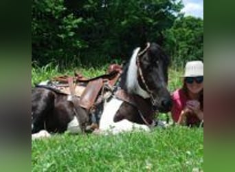 Spotted Saddle Horse, Hengst, 9 Jahre, 152 cm, Tobiano-alle-Farben